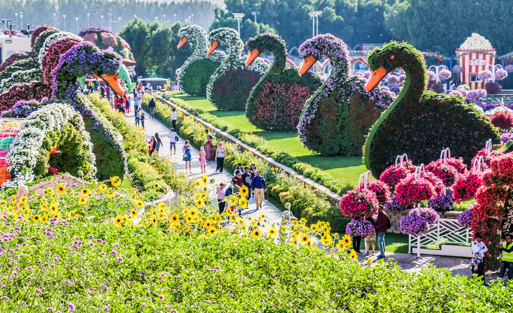 Dubai Miracle Garden, Dubai, UAE. Abrar Sharif / Shutterstock.com