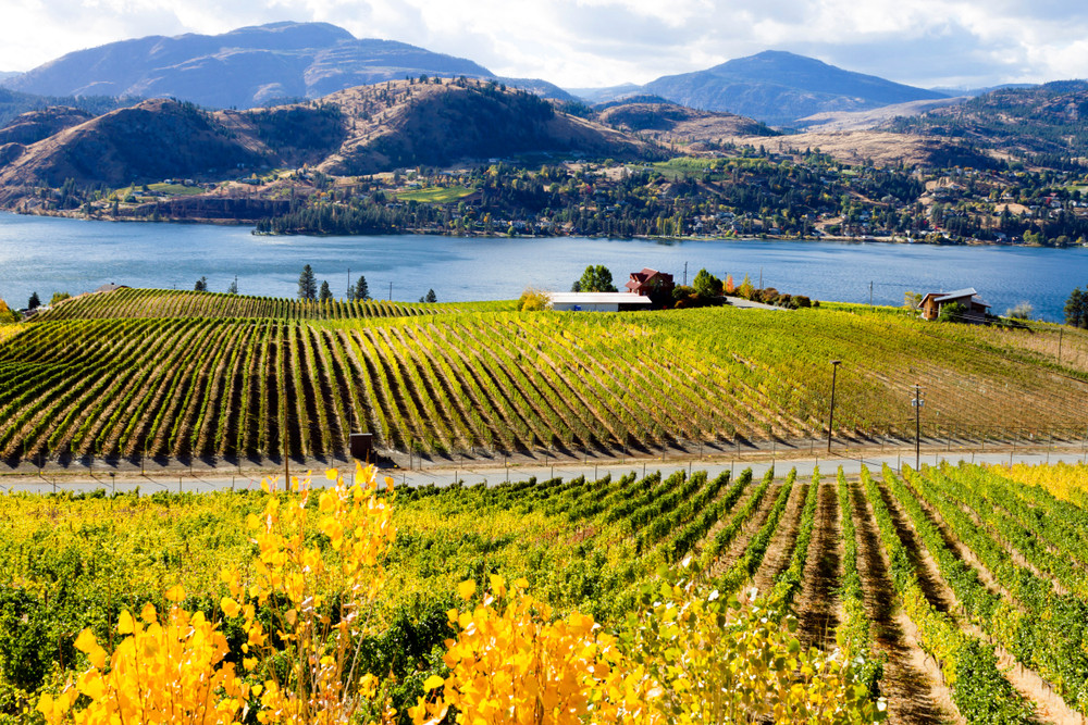 Vineyards in the Okanagan Valley, Okanagan, British Colombia, Canada.