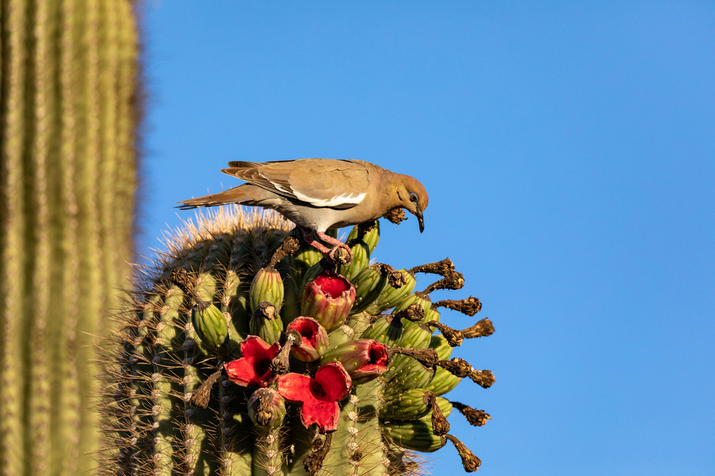 Saguaro National Park,