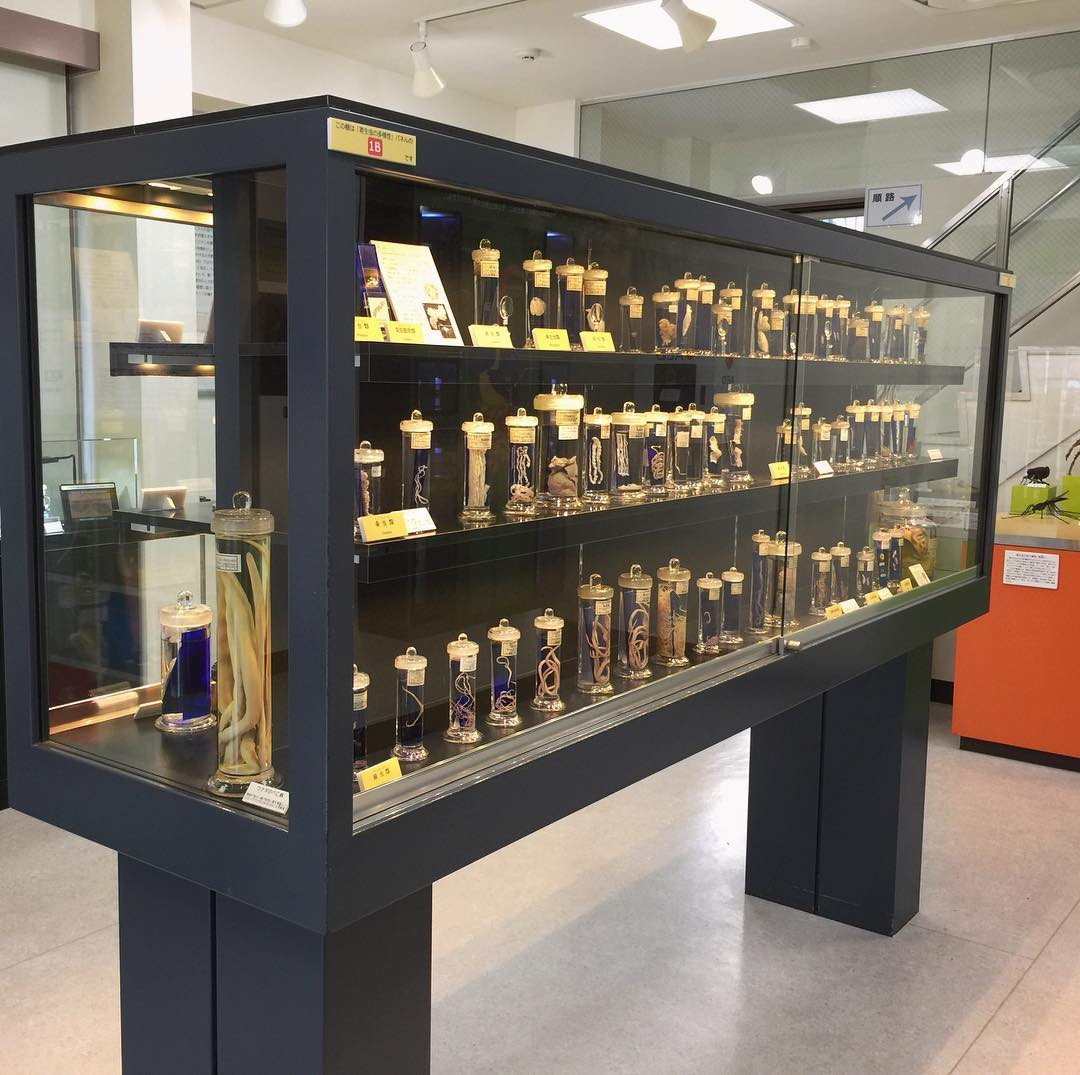 Meguro Parasitological Museum