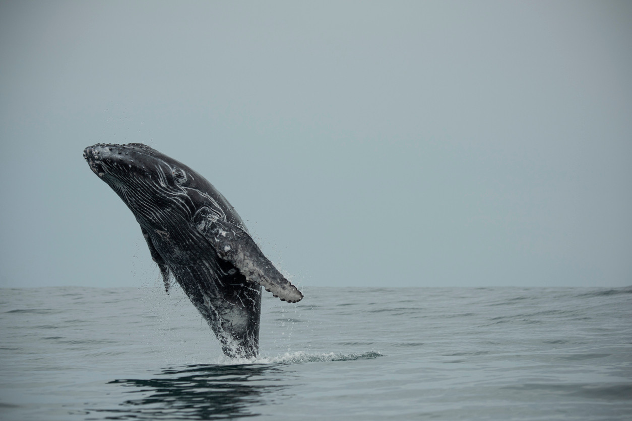 Whale spotting in Uvita, Costa Rica.