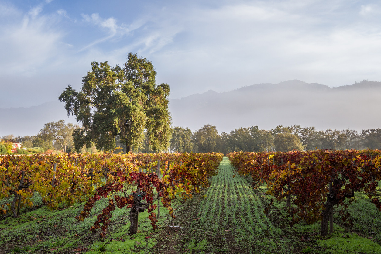 Calistoga, Napa Valley, California, USA