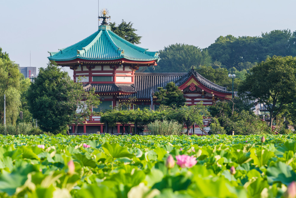 Lotus Pond in Ueno, Tokyo, Japan.
