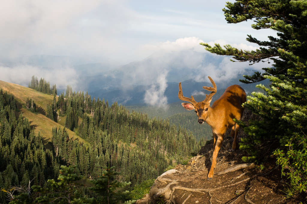 Olympic National Park, Port Angeles