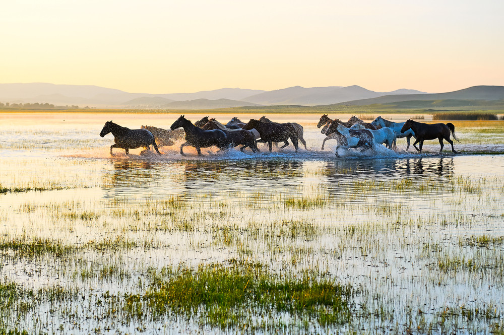 Horses in Mongolia. 