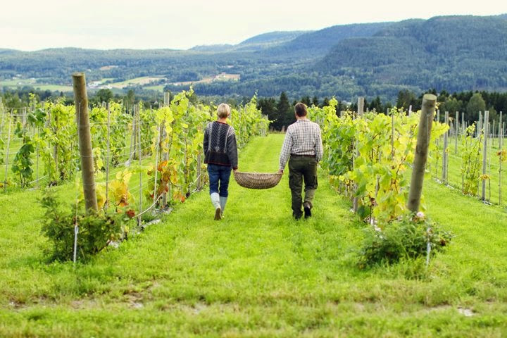 Lerkekåsa winery and gallery as, Gvarv