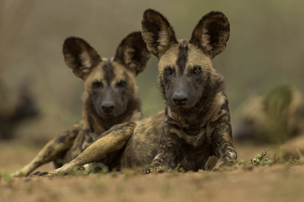 Wild Dog Conservation, Zululand, South Africa. 