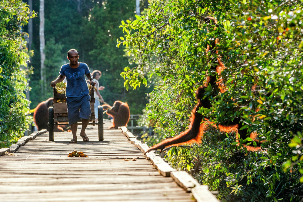 Camp Leakey, Borneo Island, Indonesia. Sergey Uryadnikov / Shutterstock.com