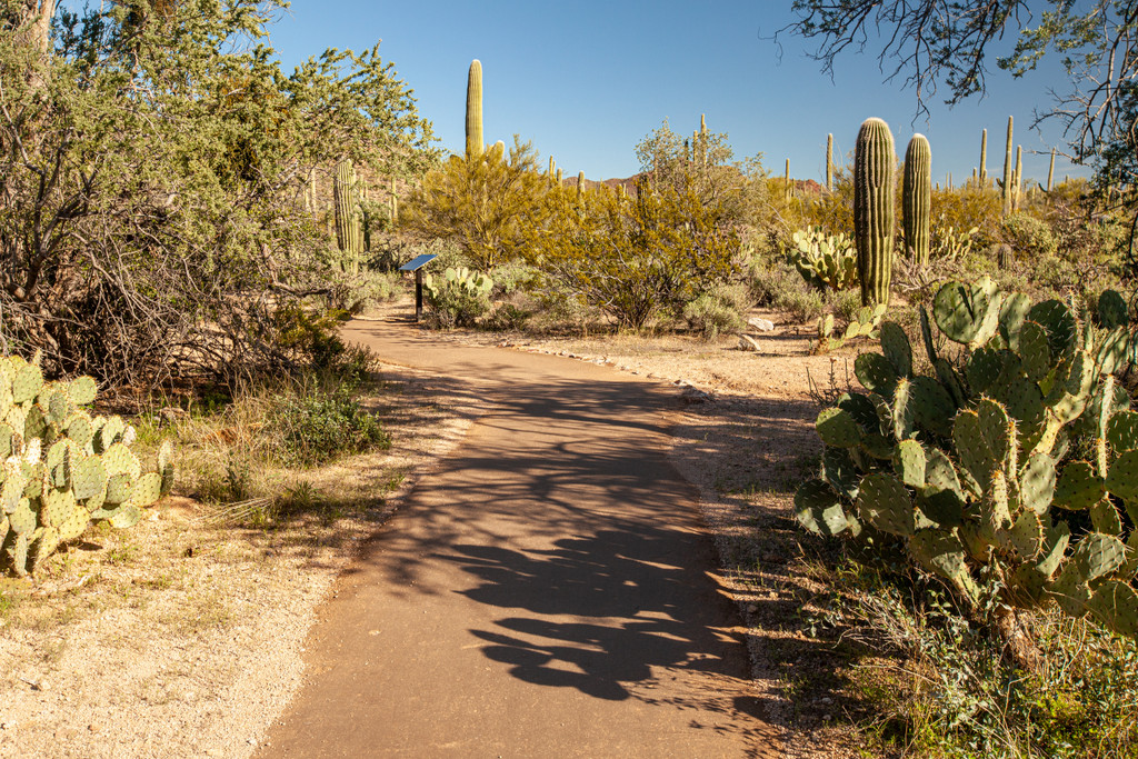 Desert Discovery Nature Trail, Tucson