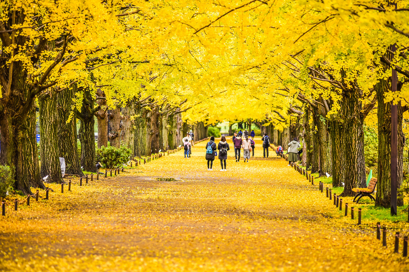 Jingu Gaien Ginkgo Avenue, Minato City