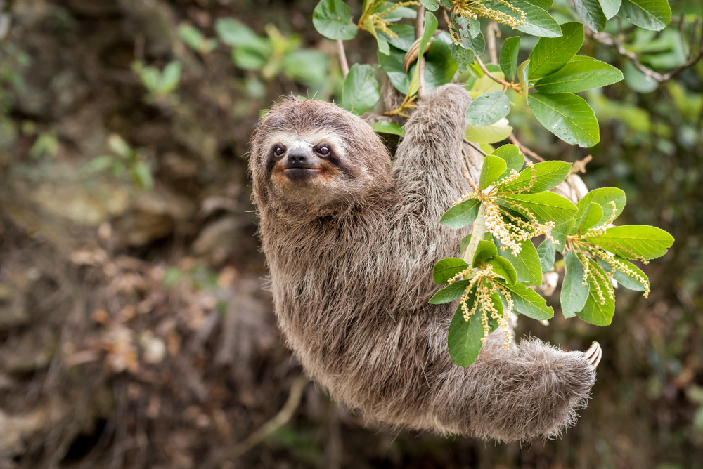 Sloth in Manuel Antonio National Park, Costa Rica.