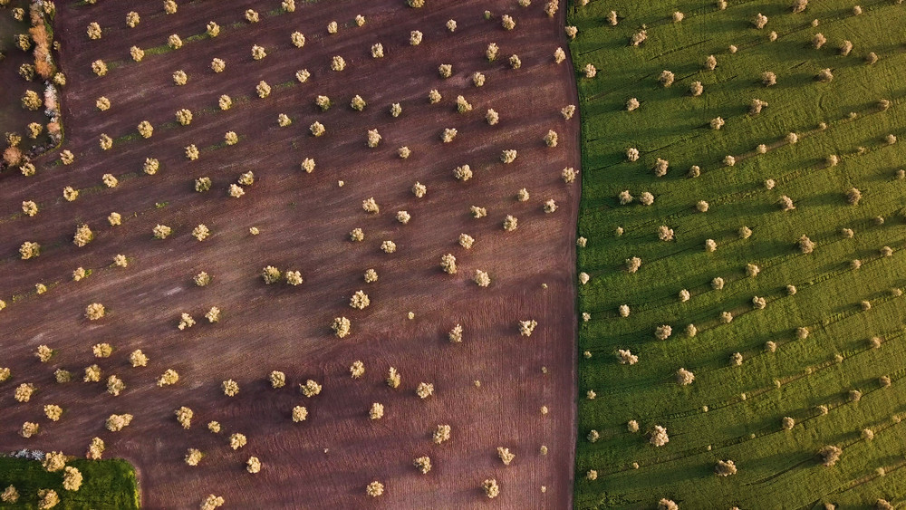 Olive fields, Meknes, Morocco.