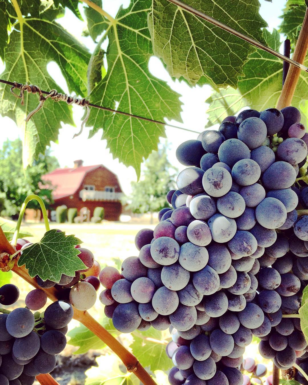 Walla Walla Vinters, Walla Walla, Washington, USA. instagram.com/wallawallavinters
