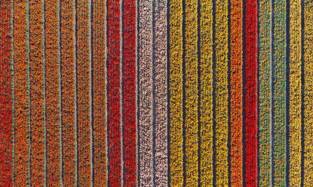 Tulips in Holland, Netherlands.