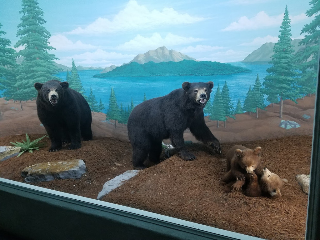 Mammoth Cave Wildlife Museum, Cave City