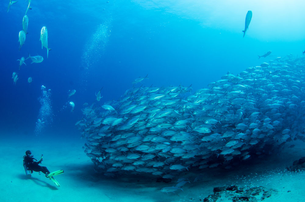 Divers near Cabo Pulmo National Park, Cabo Pulmo, Mexico.