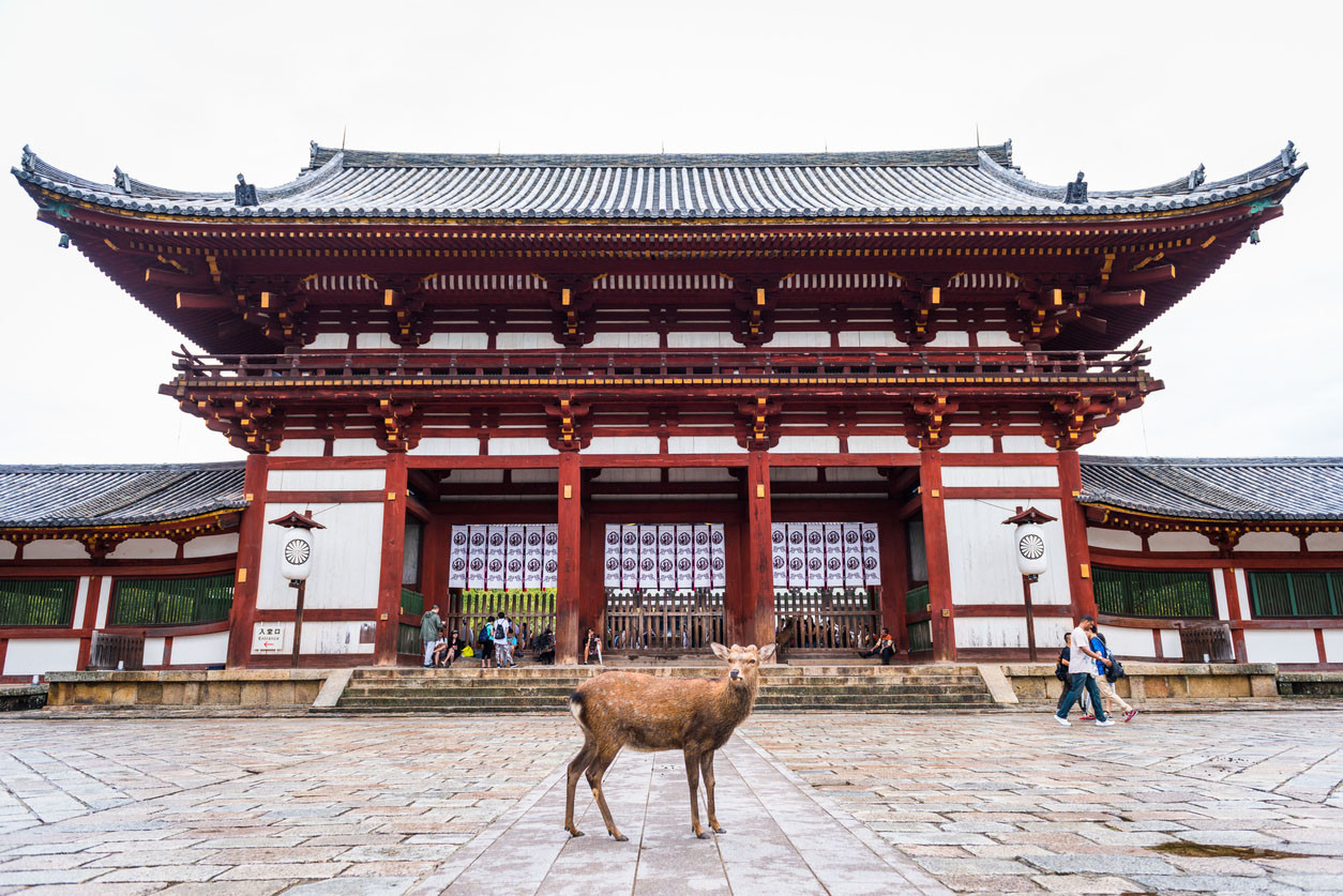  One deer standing in front of the Todai-ji temple in Nara, Japan. superjoseph/istockphoto.com