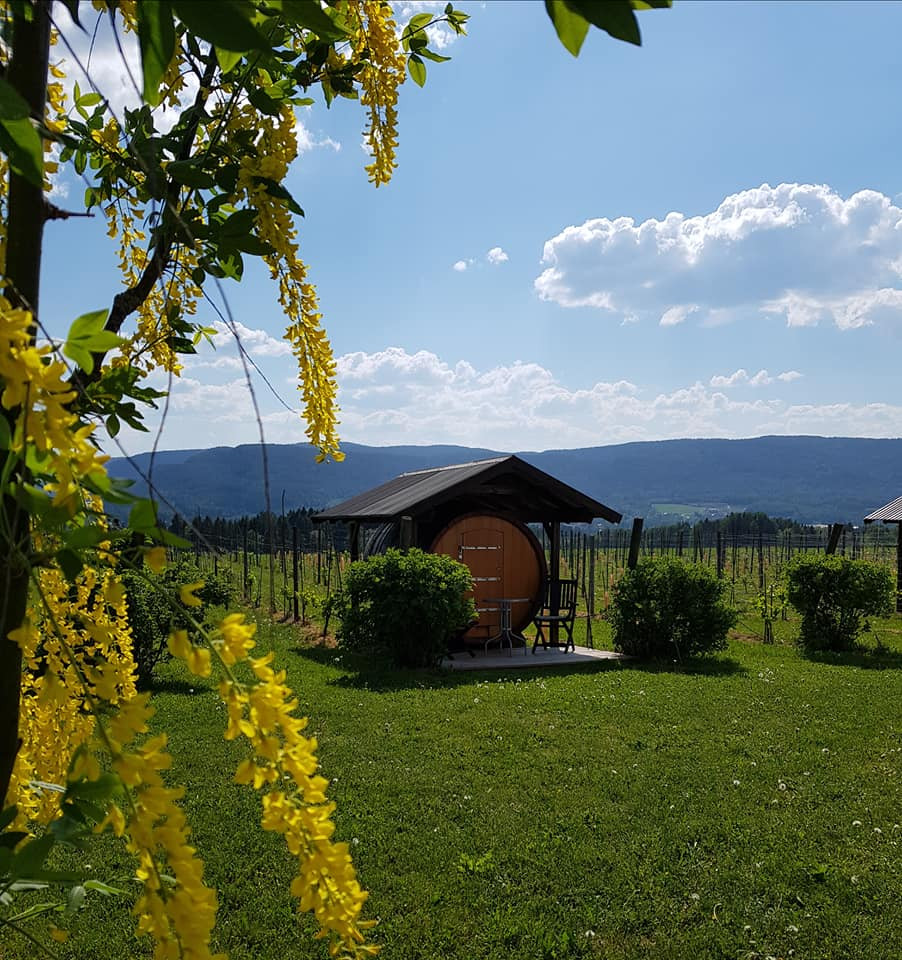 Lerkekasa Vineyard, Telemark, Norway.