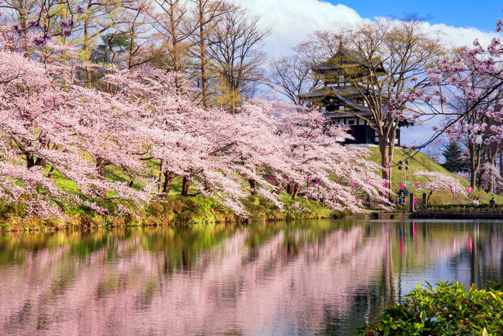 Cherry blossoms cover the castle park, Takada Castle, Japan.