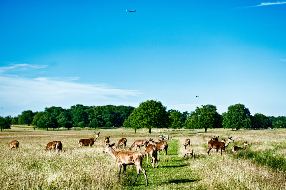 Richmond Park