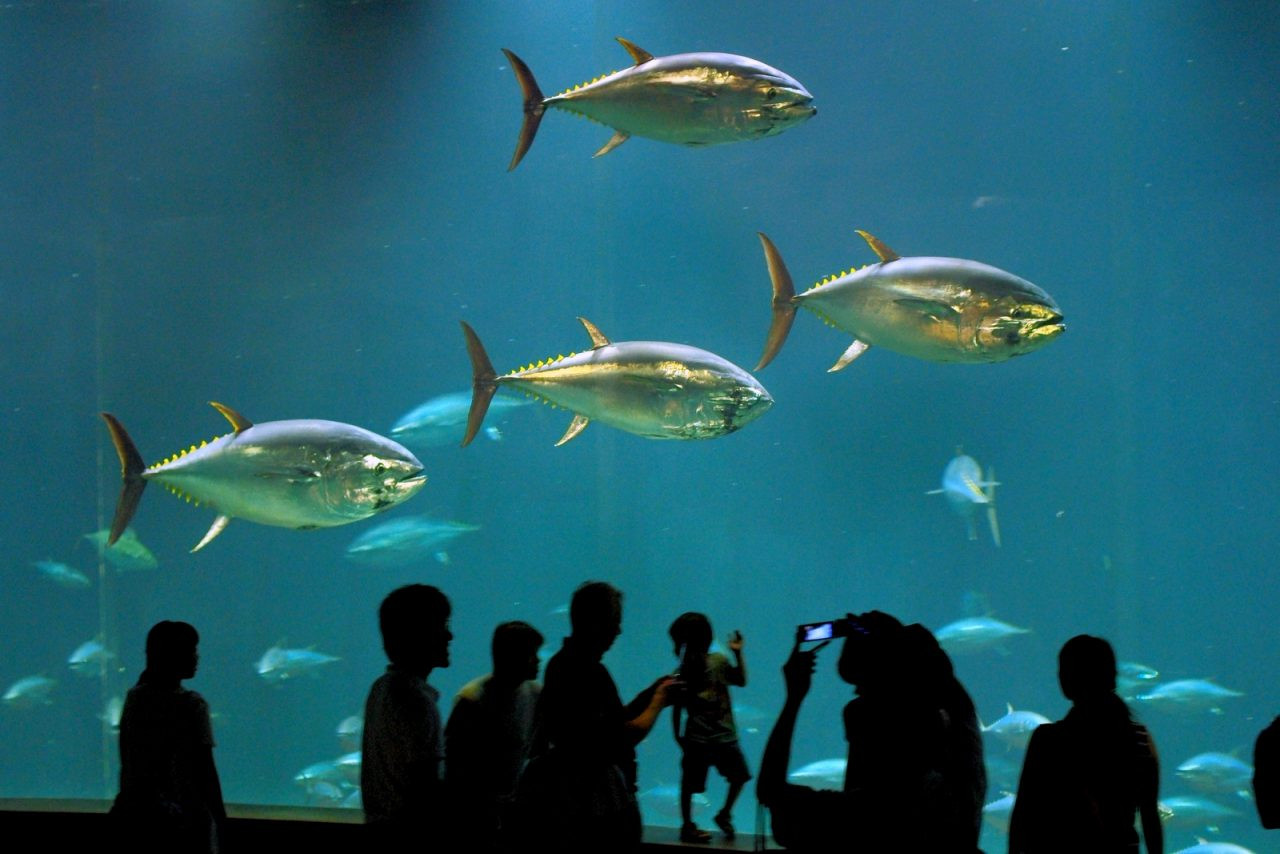 Tokyo Sea Life Park, Tokyo, Japan. 