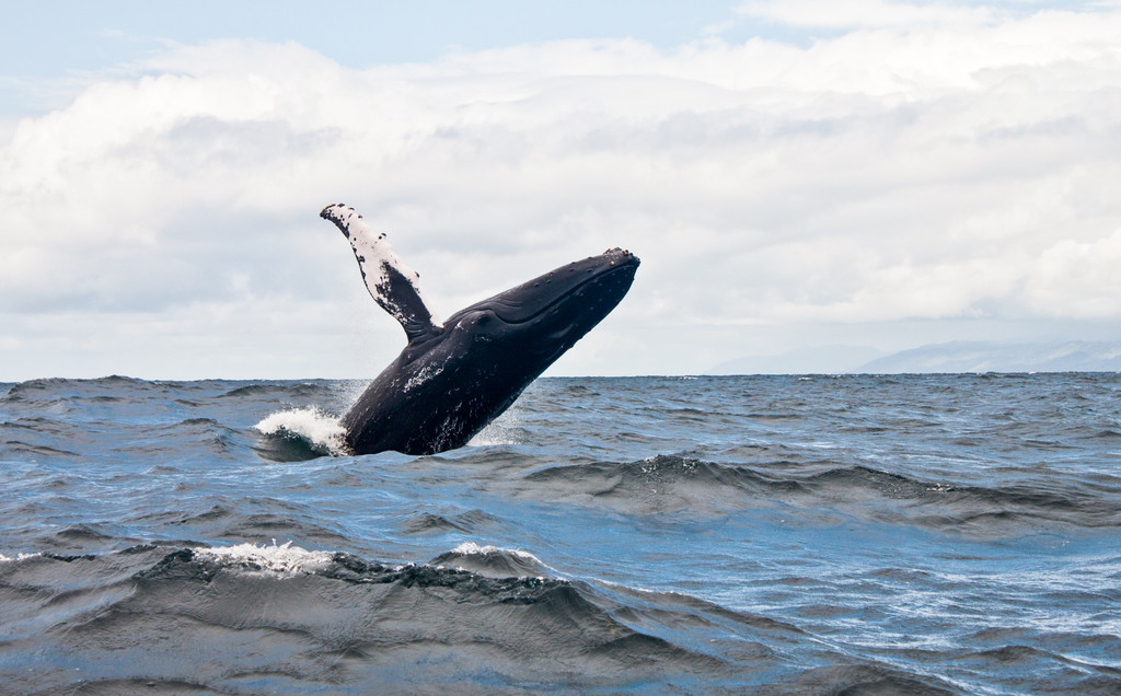 Bar Harbor Whale Watch Co, Bar Harbor