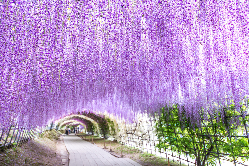 Kawachi Wisteria Garden, Kitakyushu